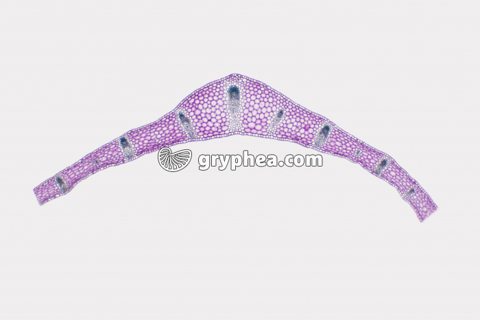 Feuille de Muguet CT x7 - gryphea.com